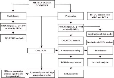 Integrative proteomics and m6A microarray analyses of the signatures induced by METTL3 reveals prognostically significant in gastric cancer by affecting cellular metabolism